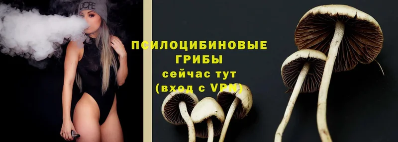 KRAKEN   Иланский  Галлюциногенные грибы Psilocybe 